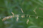 Threeflower melicgrass